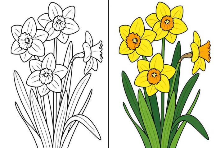 Daffodil Coloring Pages – Free Printable Worksheets & Images