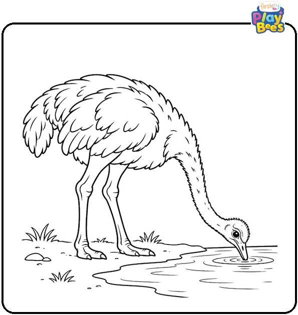 Ostrich-Drinking-Water-Coloring-Page