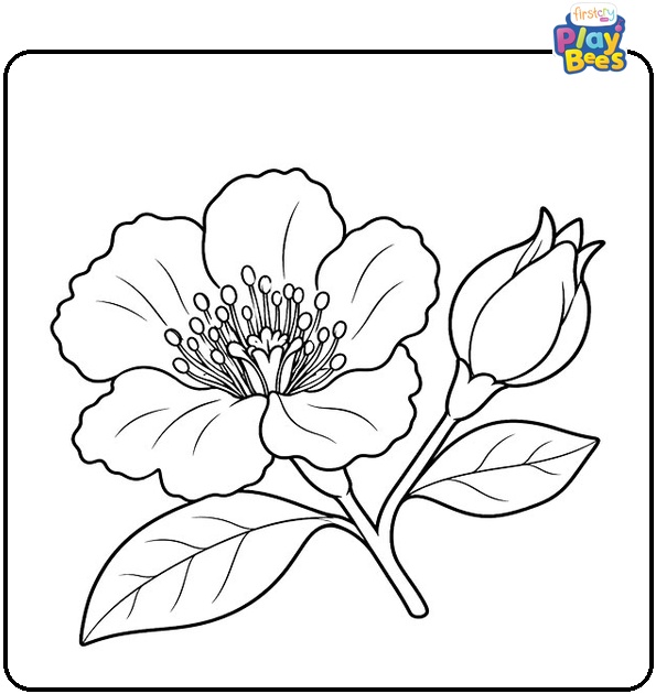 Pomegranate Flower and Bud Coloring Page Pomegranate Flower and Bud Coloring Page