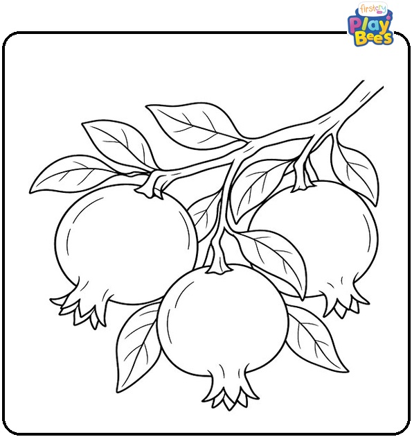 Pomegranates on a Branch Coloring Page Pomegranates on a Branch Coloring Page