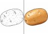 Potato Coloring Pages – Free Printable Worksheets & Images Potato Coloring Pages – Free Printable Worksheets & Images