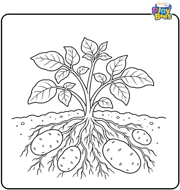 Potato Plant with Roots Coloring Page Potato Plant with Roots Coloring Page